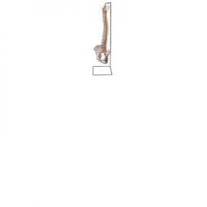 Training Model - Flexible vertebral column with standC50007