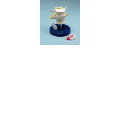 Lumbar VertebraeC50008