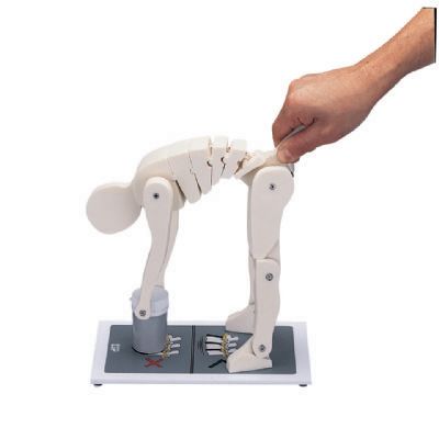 Training Models - Lifting ManikinC50010