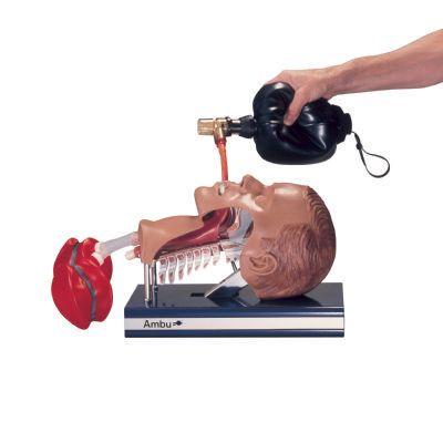 Ambu Intubation trainerC70110