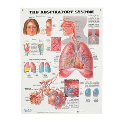 The respiratory system posterP94009