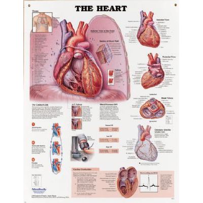 The heart posterP94010